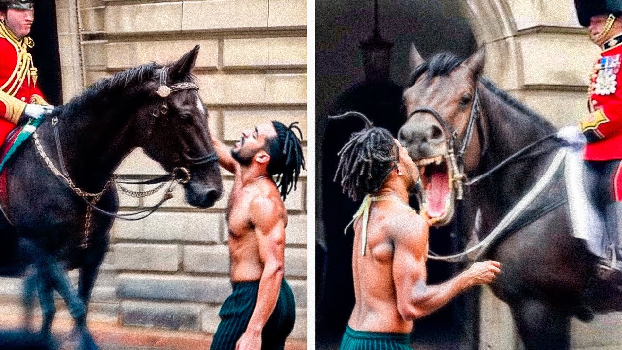 Quand Des Idiots Sans Cervelle Se Font Mordre Par Des Chevaux De La Garde Royale...