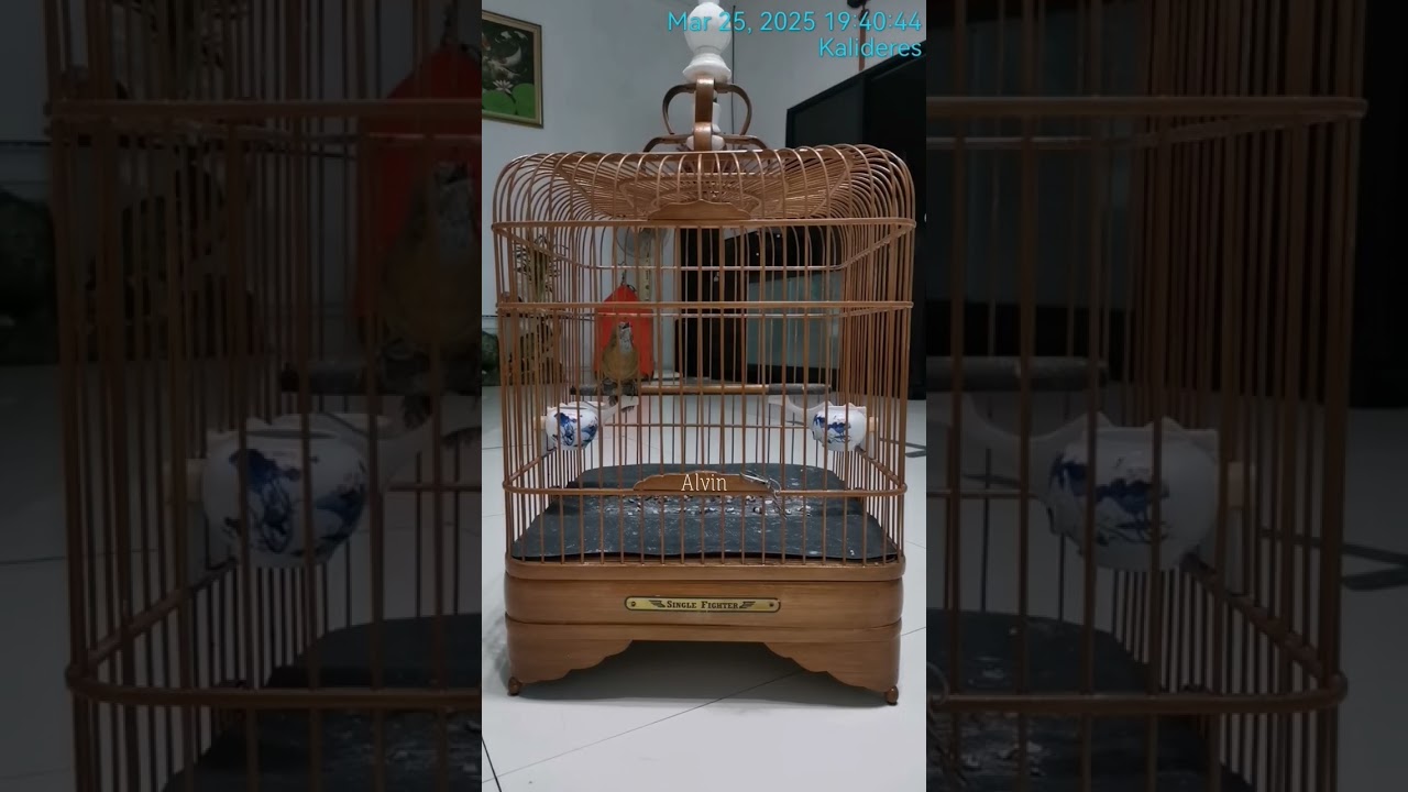 Bikin emosi dan ngamuk wambi mini yang tadinya diam