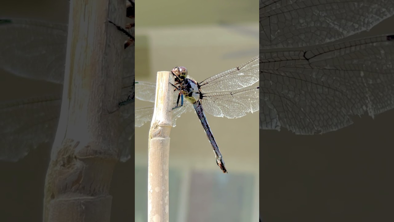Dragonfly beauty✨ #nature #photography #amazing #insects #dragonfly #wings #explore #foryou #follow