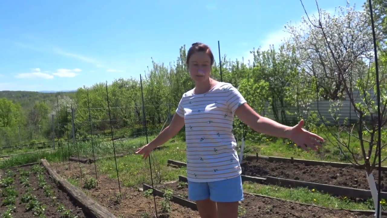 Жара. Высадила инжир. Куриный трактор. Краснодарский край.