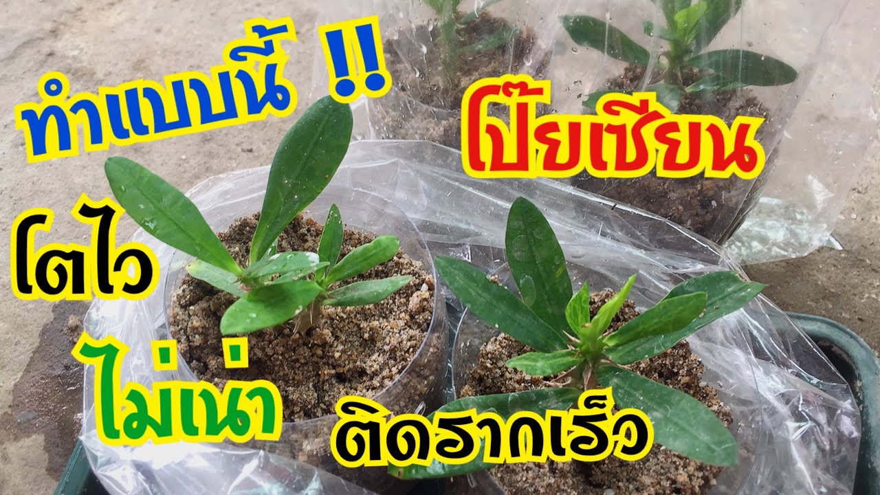 วิธีการขยายพันธุ์โป๊ยเซียนด้วยการปักชำกิ่งให้ติดรากเร็ว โตไว ไม่เน่า เพียงใช้สิ่งนี้