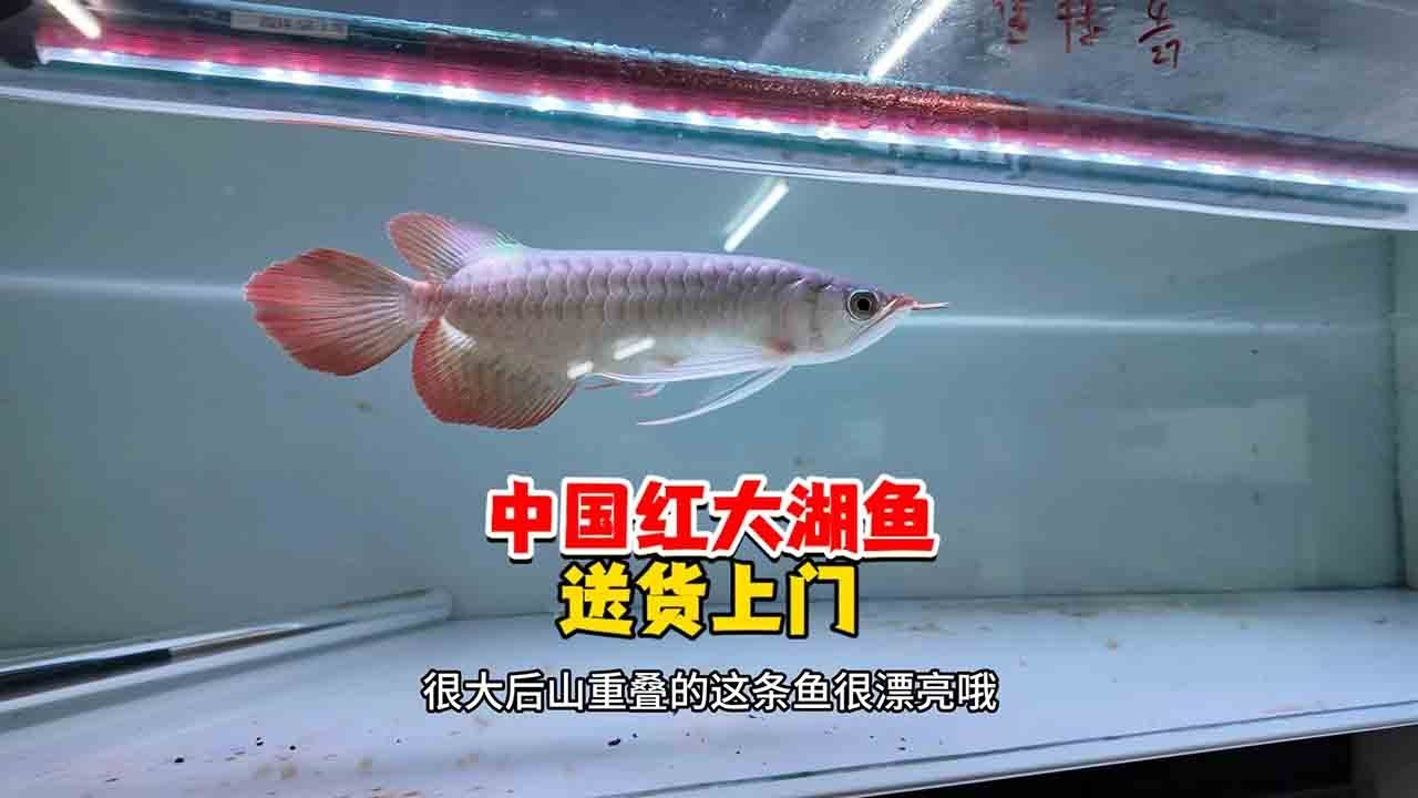 中国红系列9800大湖鱼送货上门，再次感谢中山大哥的信任和支持！