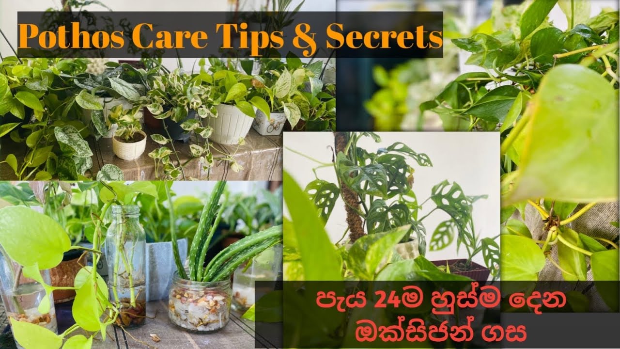 Indoor Plants වලට ආස අයට🥰/ නිවස ඇතුලත තියන්න හොදම Plants🪴/ Care & Growing Tips #viralvideo #plants