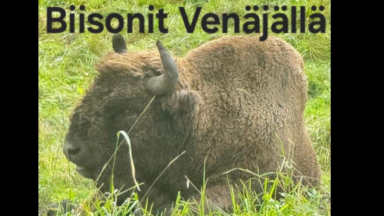 Jakso 22. Altai vuoristo venäjällä. Biisonitarha. Hayabusa trip to Mongolia 2025