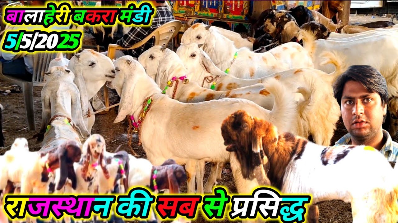 बालाहेरी बकरा मंडी May 5 2025 राजस्थान की सब से प्रसिद्ध Balaheri bakra mandi | 14000 hajar goat zkd