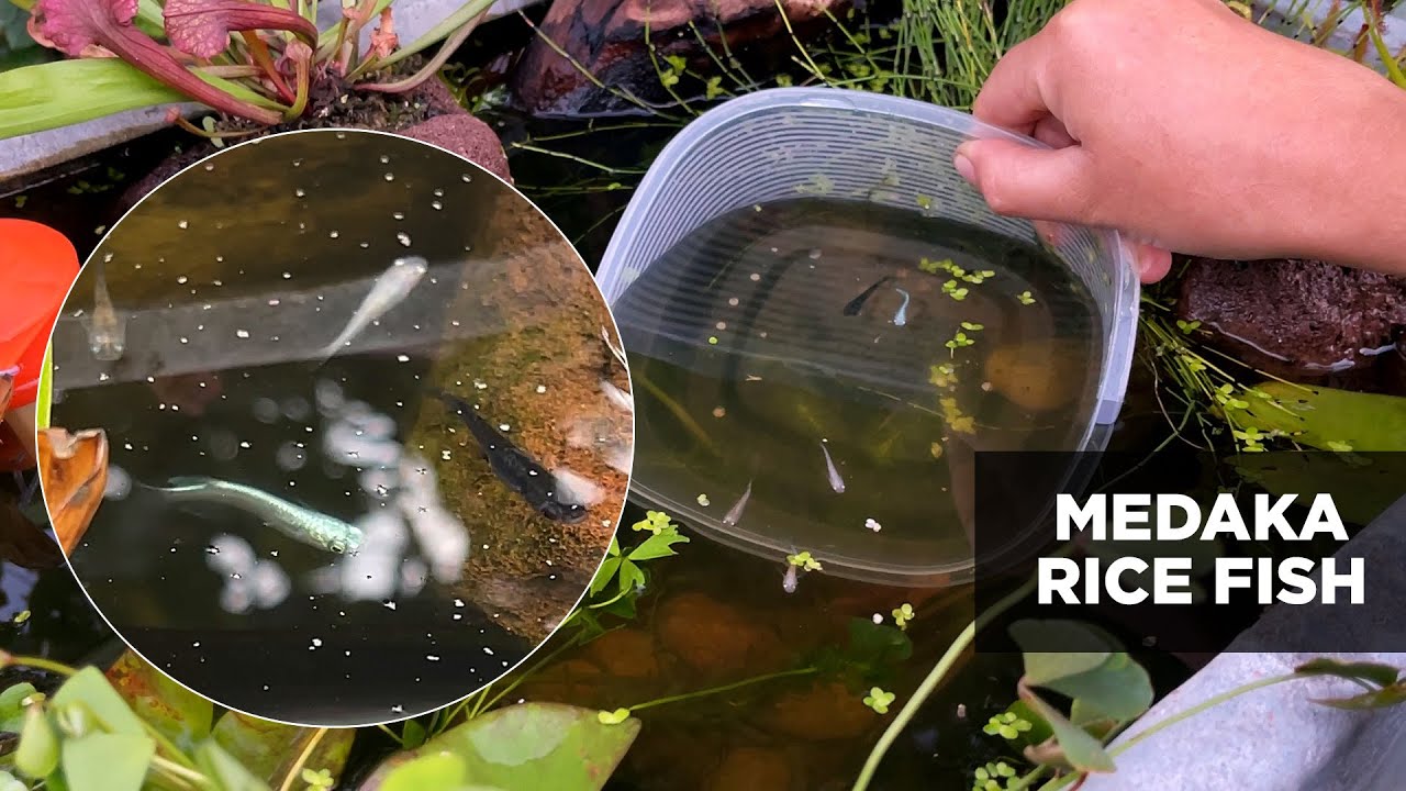 Unboxing my Medaka Rice Fish / Stock Tank Pond / Homegrown Garden