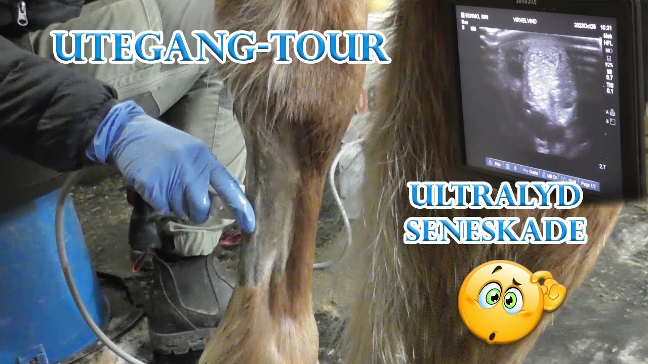 VLOGG - Ultralyd av Vivves seneskade og utegang-tour