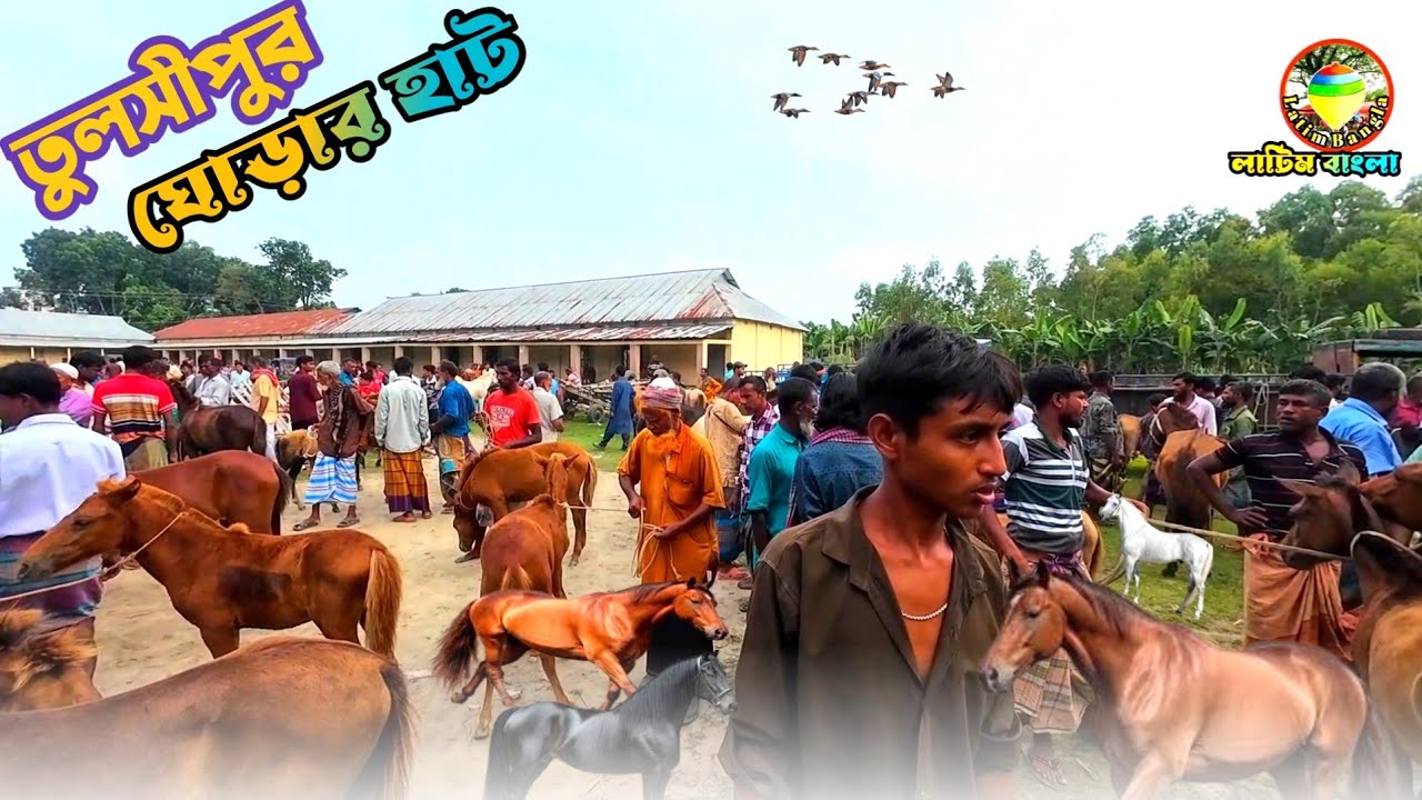 ঐতিহ্যবাহী তুলসীপুরের ঘোড়ার হাট, horse market Bangladesh. Jamalpur.