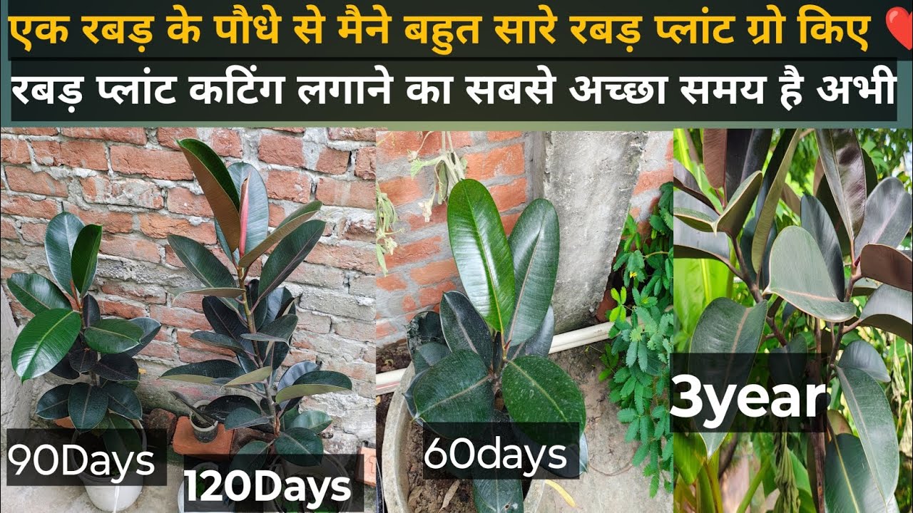How to grow rubber plant | rubber plant cutting lagane ka sahi tarika aur sahi time #rubberplant
