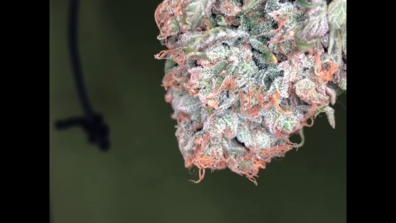 Peach pur&eacute;e CBD day four of drying