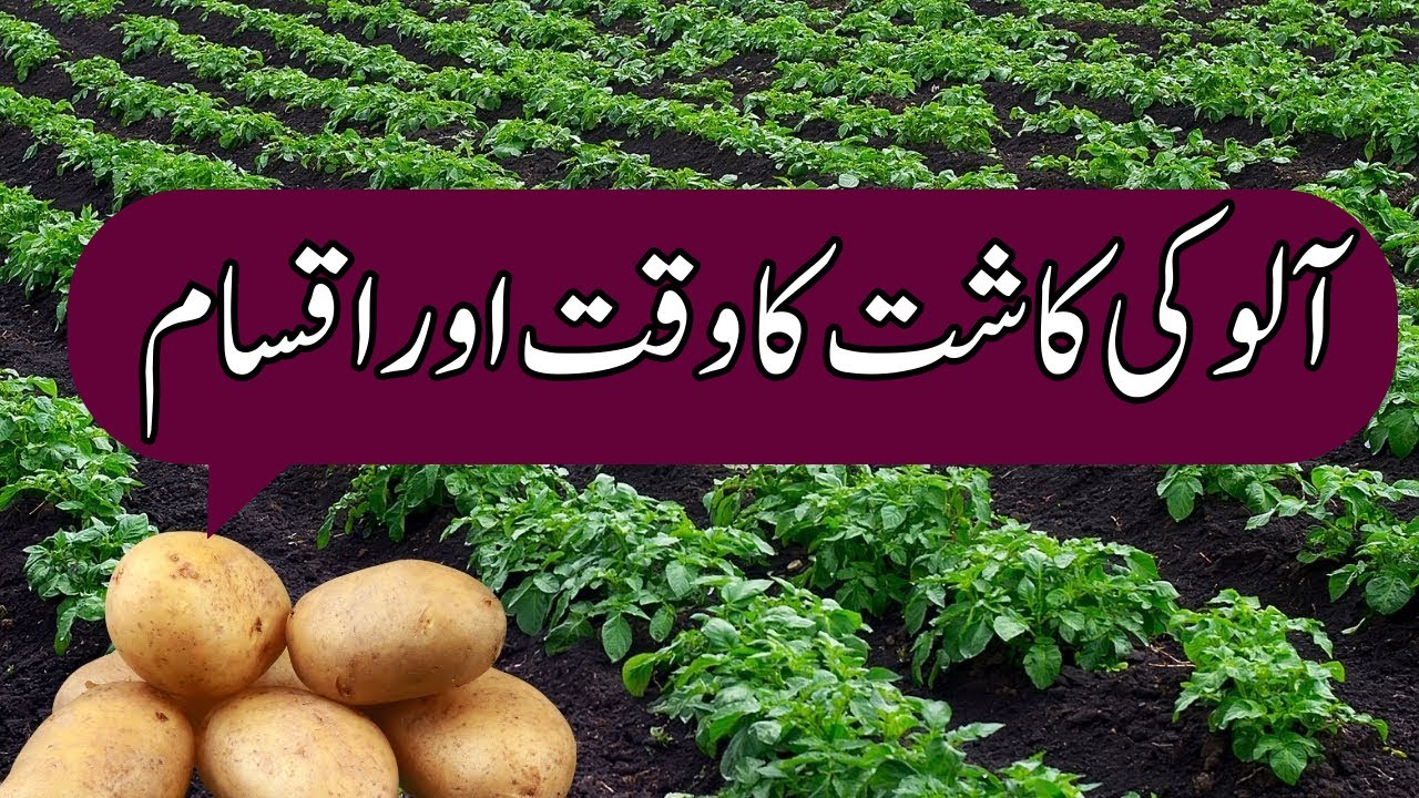 Potato swoning time and varieties |آلو کی کاشت کا وقت اور اقسام