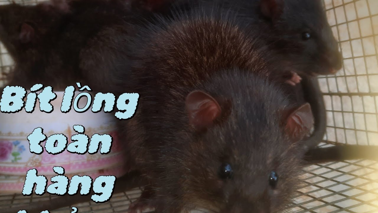Liên tiếp dính ba em hàng khủng bích lồng Hòa Nguyễn chuột đồng 