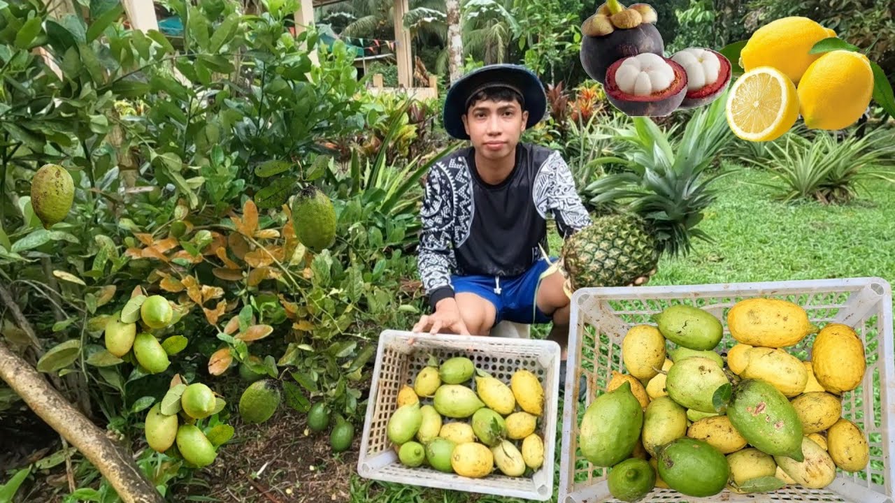 ANG DAMI NA ULIT NA PITAS NA LEMON 🍋 TULOY TULOY ANG BUNGA MGA MANGOSTEEN SABUKID NANGANGALAG