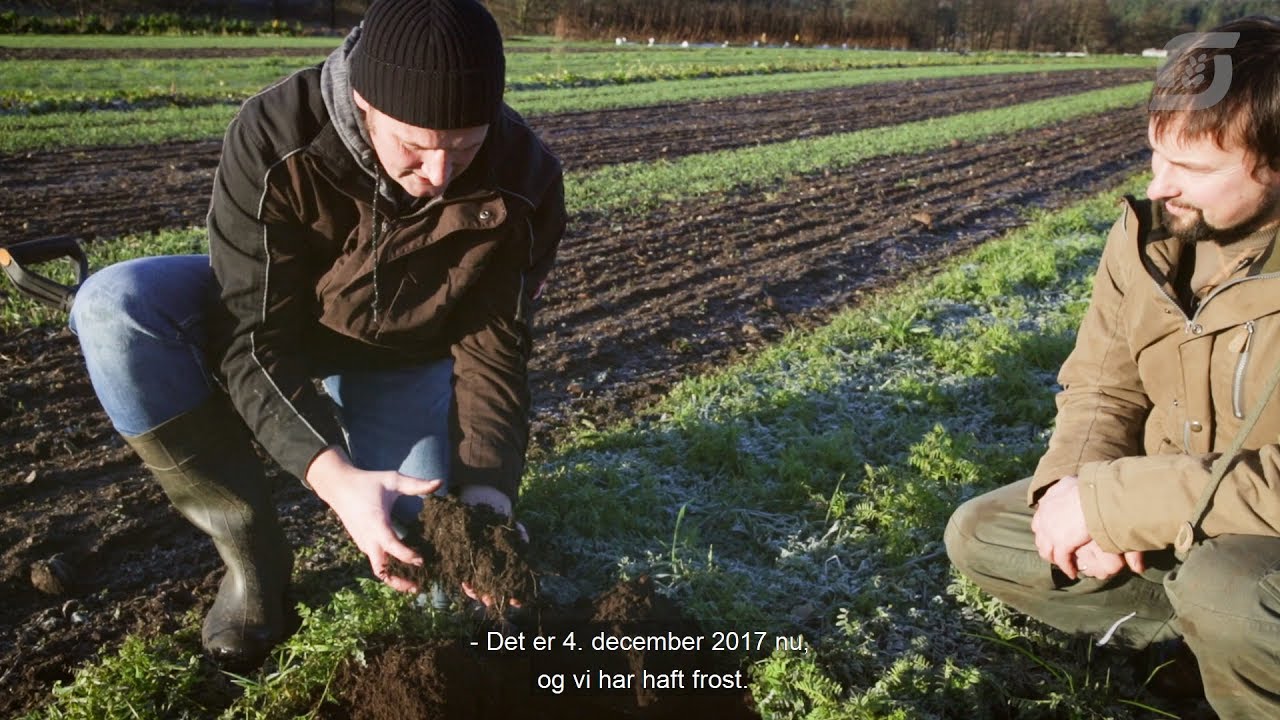 Efterafgrøder fladekompost og jordfrugtbarhed