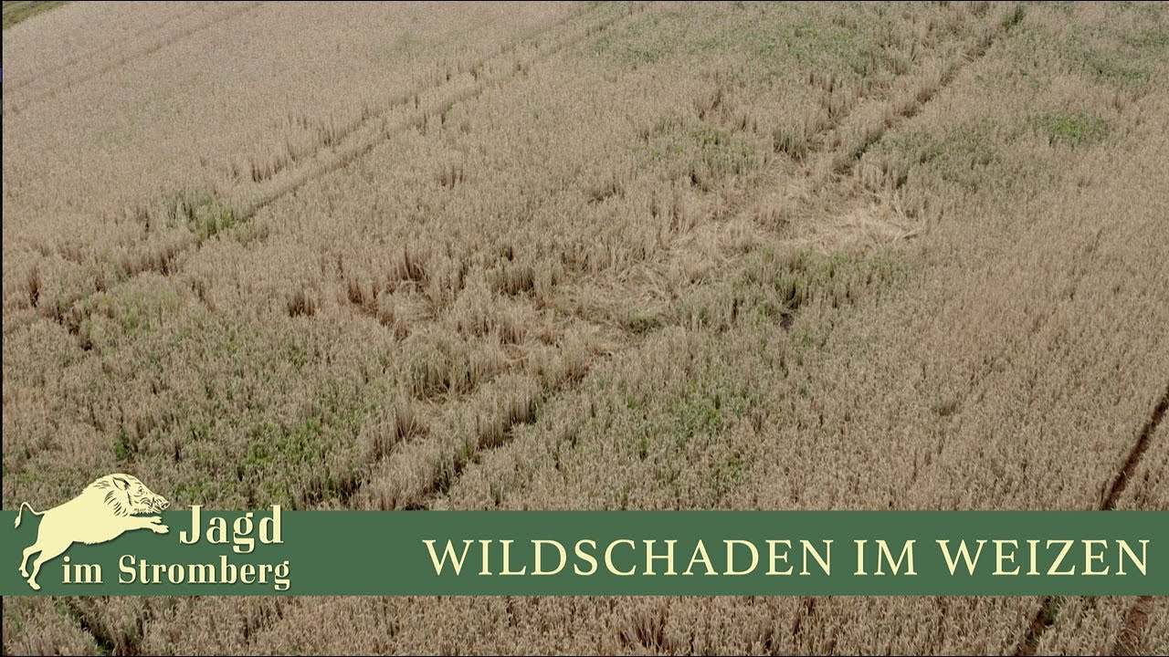 Wildschaden im Getreide