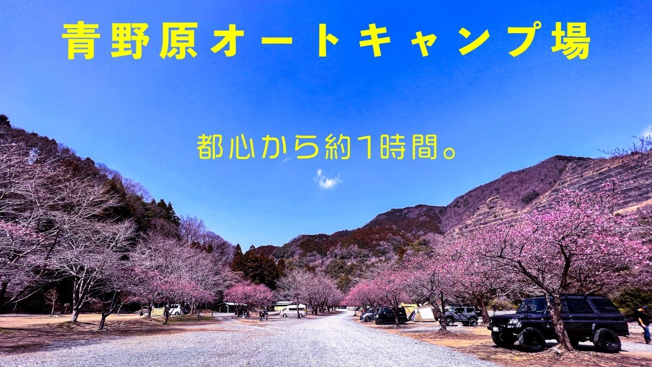 【青野原オートキャンプ場(紹介)】桜がきれいすぎた。最近では珍しい予約不要のキャンプ場［神奈川県］