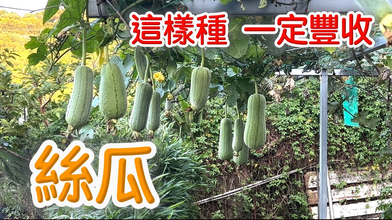 絲瓜栽培與料理_何爺的園藝生活（5）