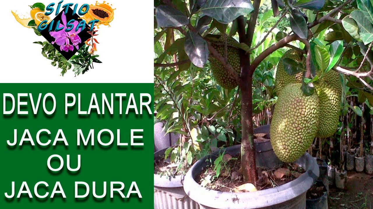 Plantar jaca pela estaquia ou pela semente