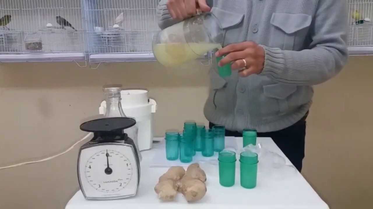 عصير الزنجبيل لتجهيز الكناري والحسون وجميع الطيور والتخلص من#البيض الفارغ#