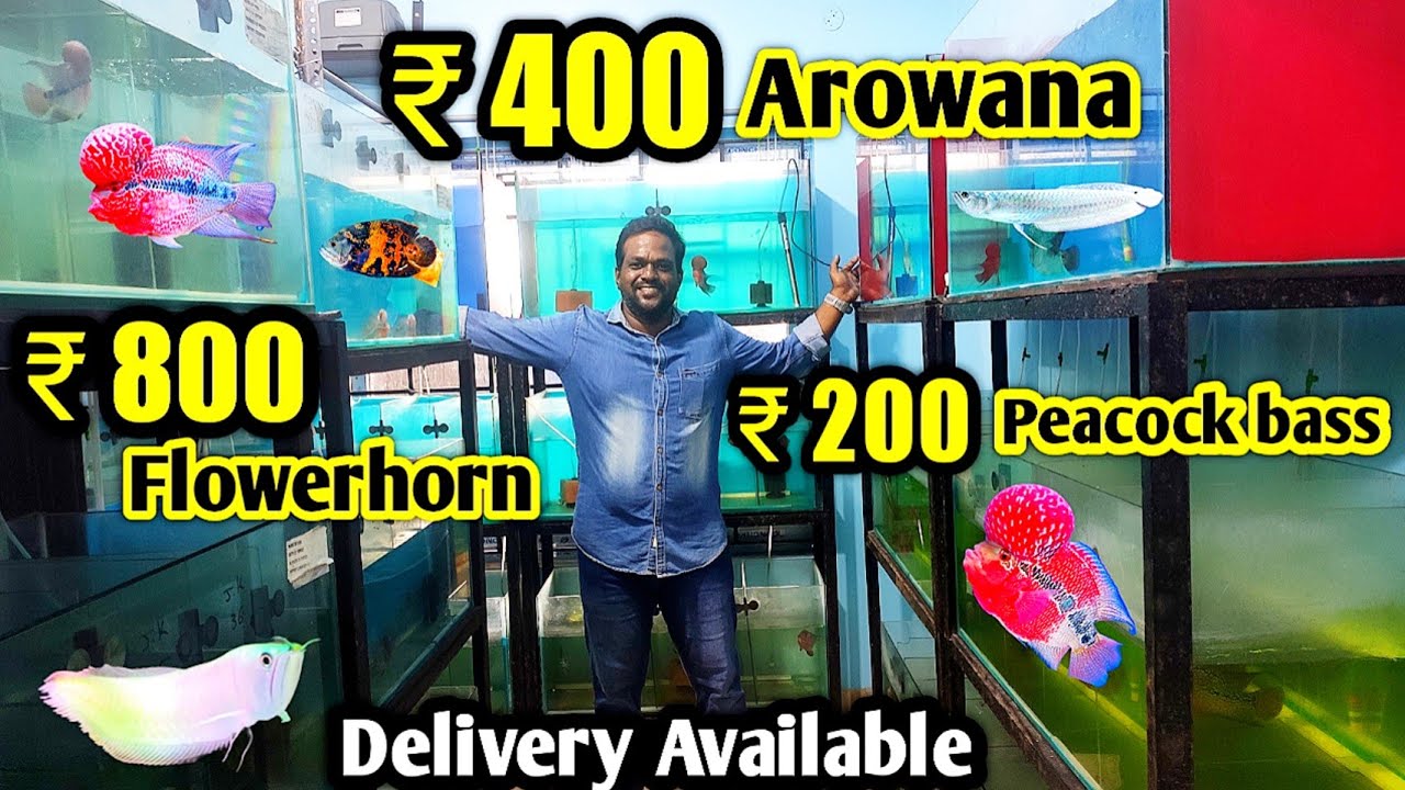 ரூ 400 Arowana | India's Biggest flowerhorn wholesaler| kolathur fish market| Imported exotic fishes