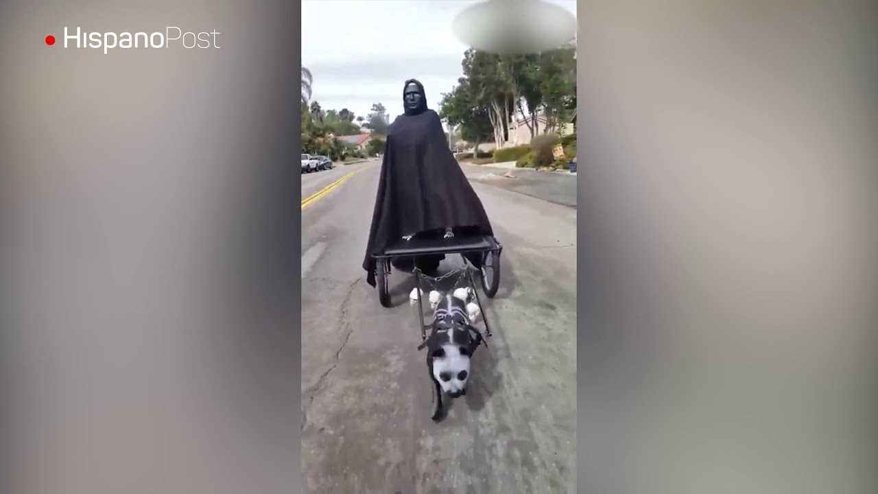 Vea el original disfraz con el que este perro sali&oacute; en Halloween a pedir golosinas