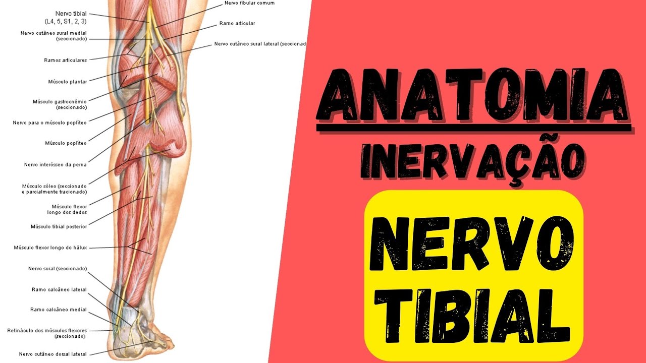 🔴👉 NERVO TIBIAL - Inervação 6 do Membro Inferior (MMII) - Anatomia