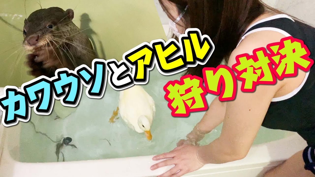 食用のどじょうを自分で獲って食べる！！アヒルとカワウソの違い　Hunting confrontation of the otter vs.the duck