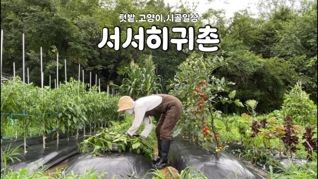 장마가 지나간 뒤, 엉망인 밭이 건넨 고마운 선물
