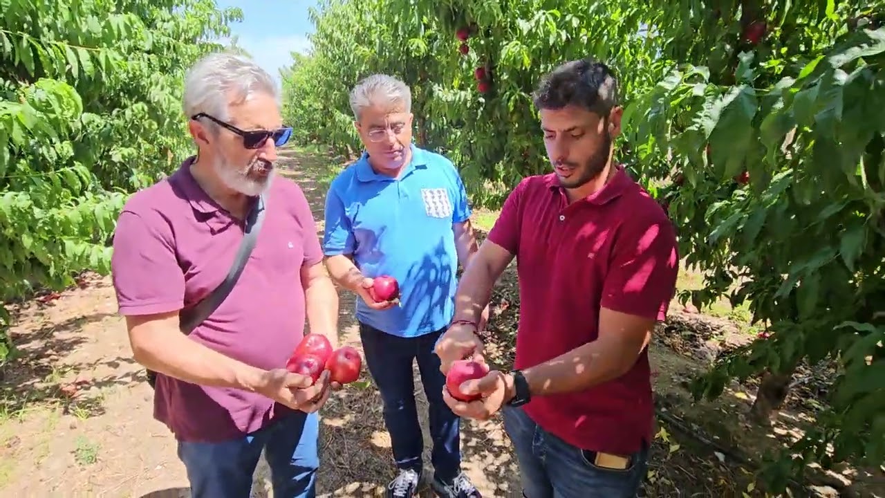La nuova nettarina Atanais in Catalogna (Spagna).