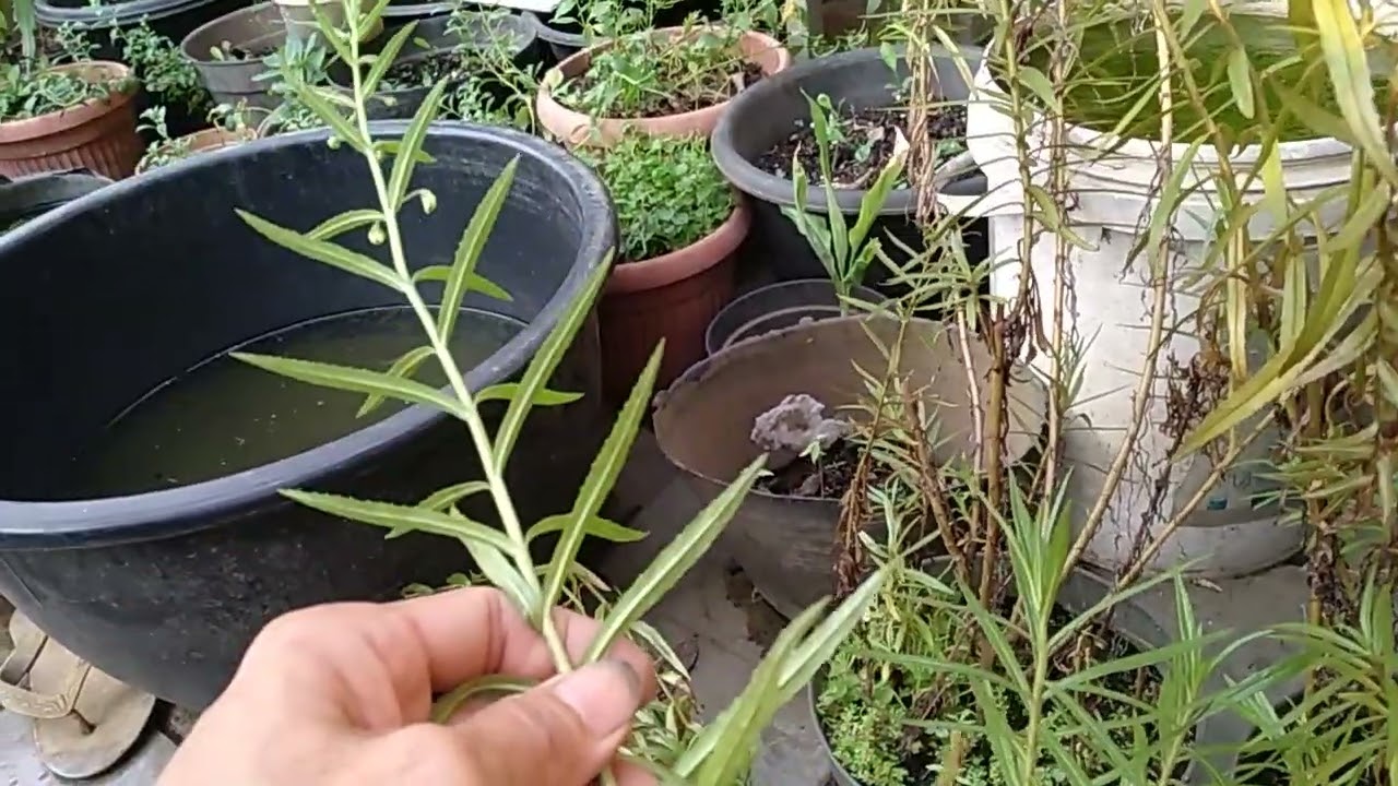 Cara memperbanyak tanaman Lavender dengan bantuan air (stek batang Dalam air)