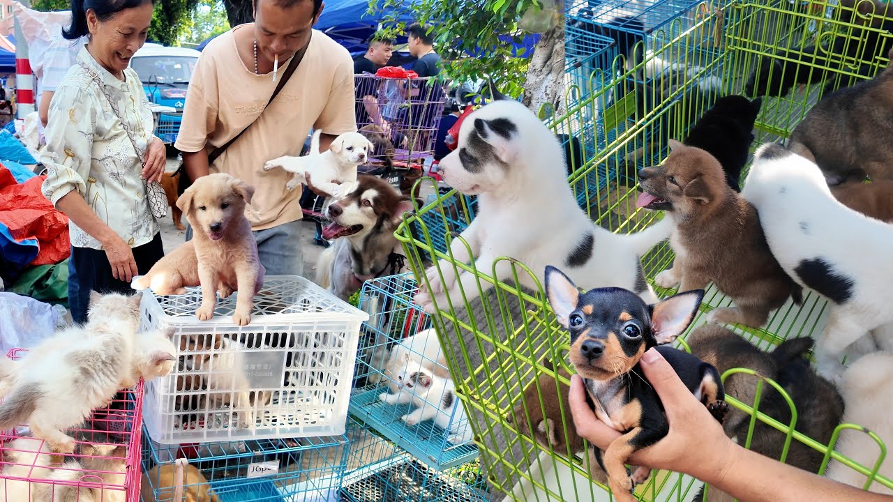 廣東順德傳統寵物交易集市，趕寵物早市，貓狗品種數不勝數，寵物雞豬也瘋狂！家長帶娃挑選萌寵，年輕人扎堆打卡，380元的狗和488元的雞哪個更受歡迎？熱鬧非凡的周末早市市場實況