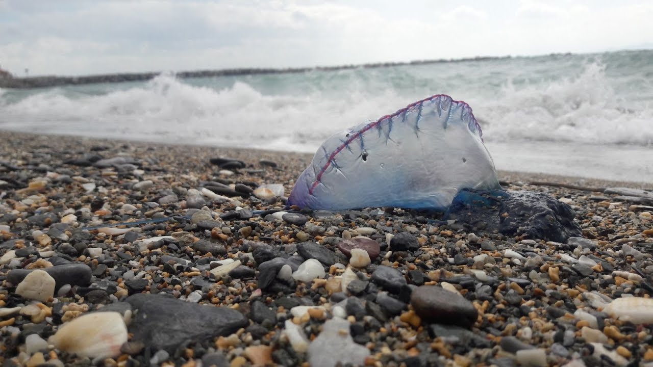 El temporal trae una plaga de carabelas portuguesas a la playa de la Ribera