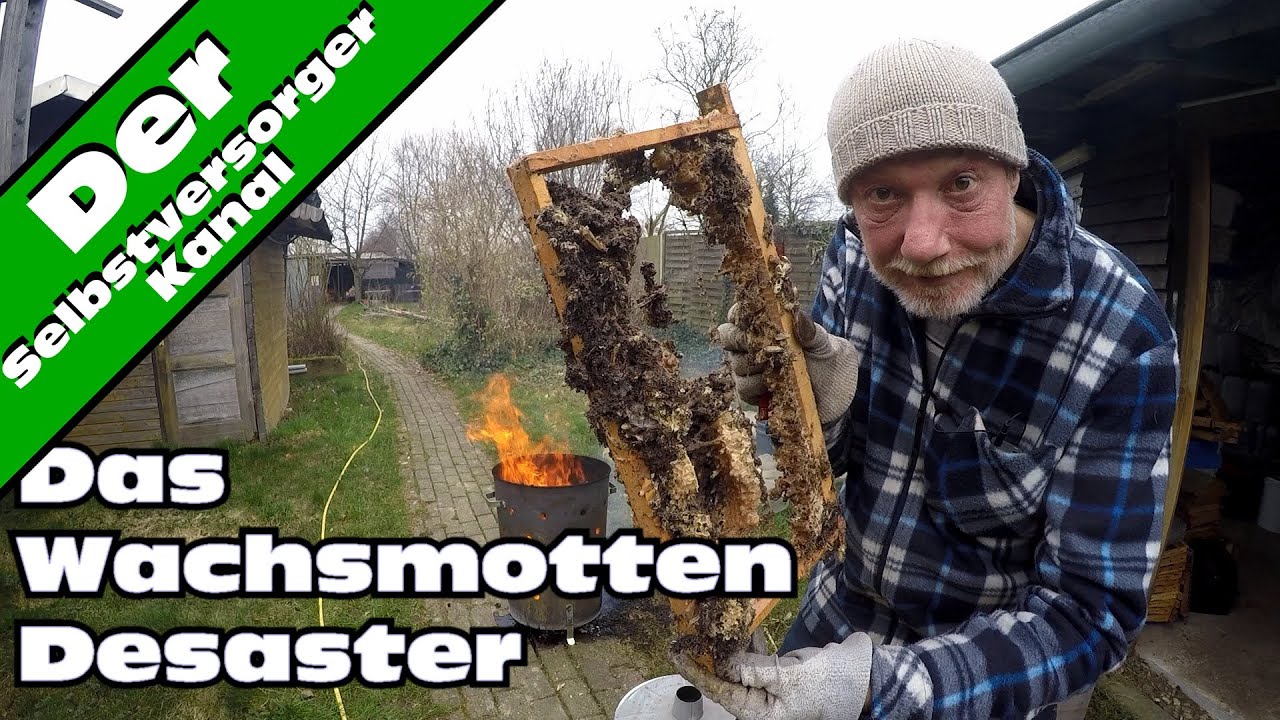 Das Wachsmotten - Desaster