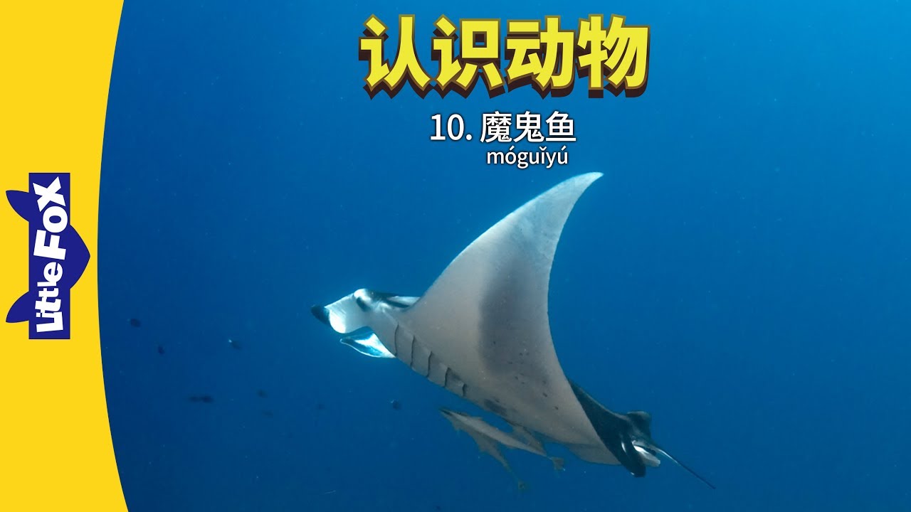 Meet the Animals 10: Manta Ray (认识动物 10： 魔鬼鱼) | Animals | Chinese | By Little Fox