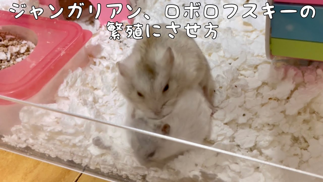 ハムスターを繁殖させてみたい方へ【ジャンガリアンとロボロフスキー】