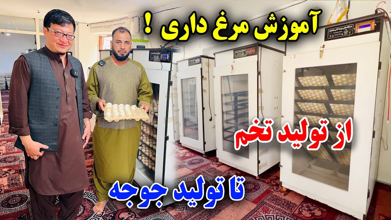 در یک سال تجارت خود را ده چند کنید با( 25000AF) آموزش مرغداری از تولید تخم تا تولید چوجه 
