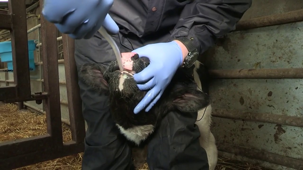 How to Stomach Tube a Calf