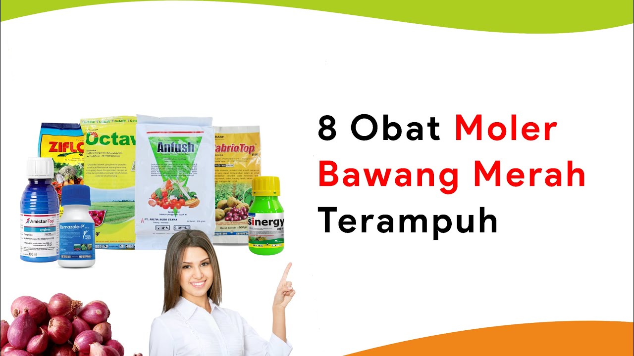 7 Fungisida Ampuh Mengatasi Penyakit Moler Bawang Merah, Musim Hujan