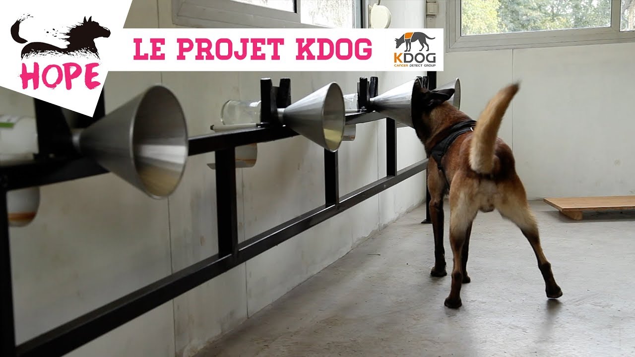 LE PROJET KDOG