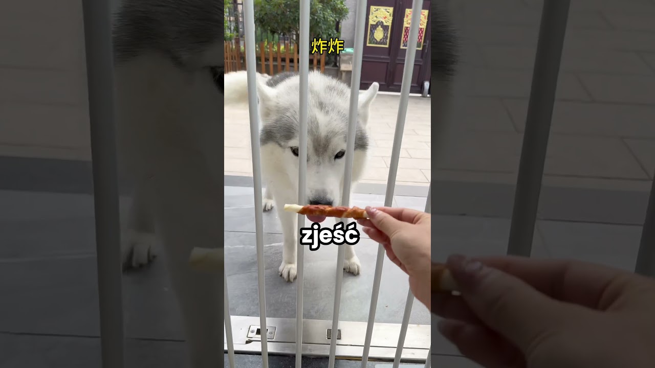 Te psy są mądre!🤯