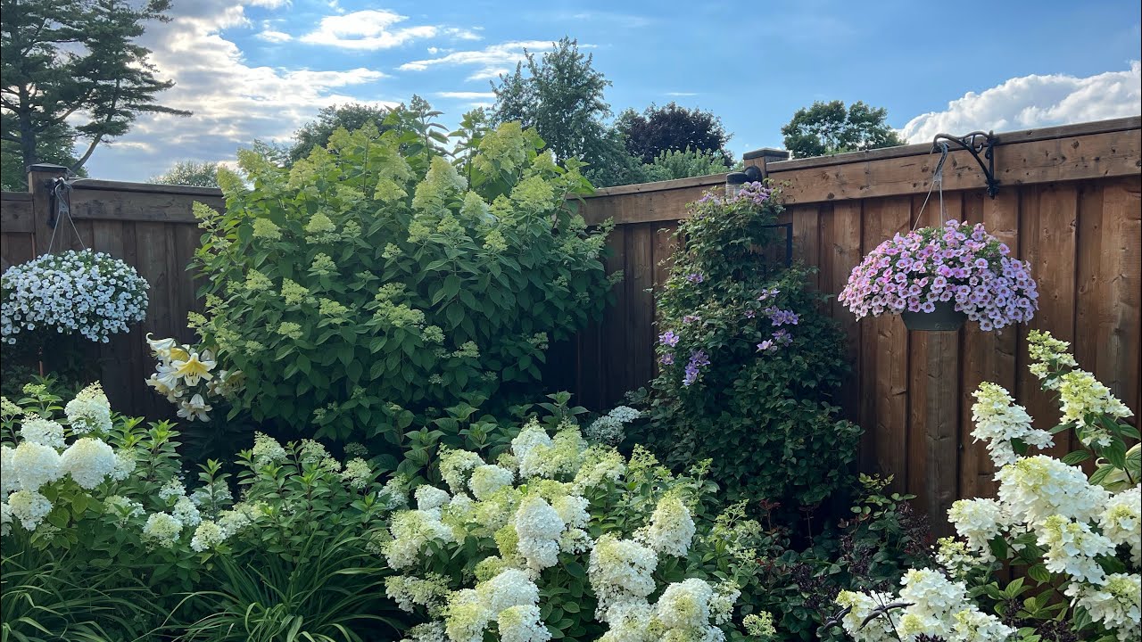 How I prune my clematis (group 2) and alyssum plants to get them to re-bloom - End July 2022