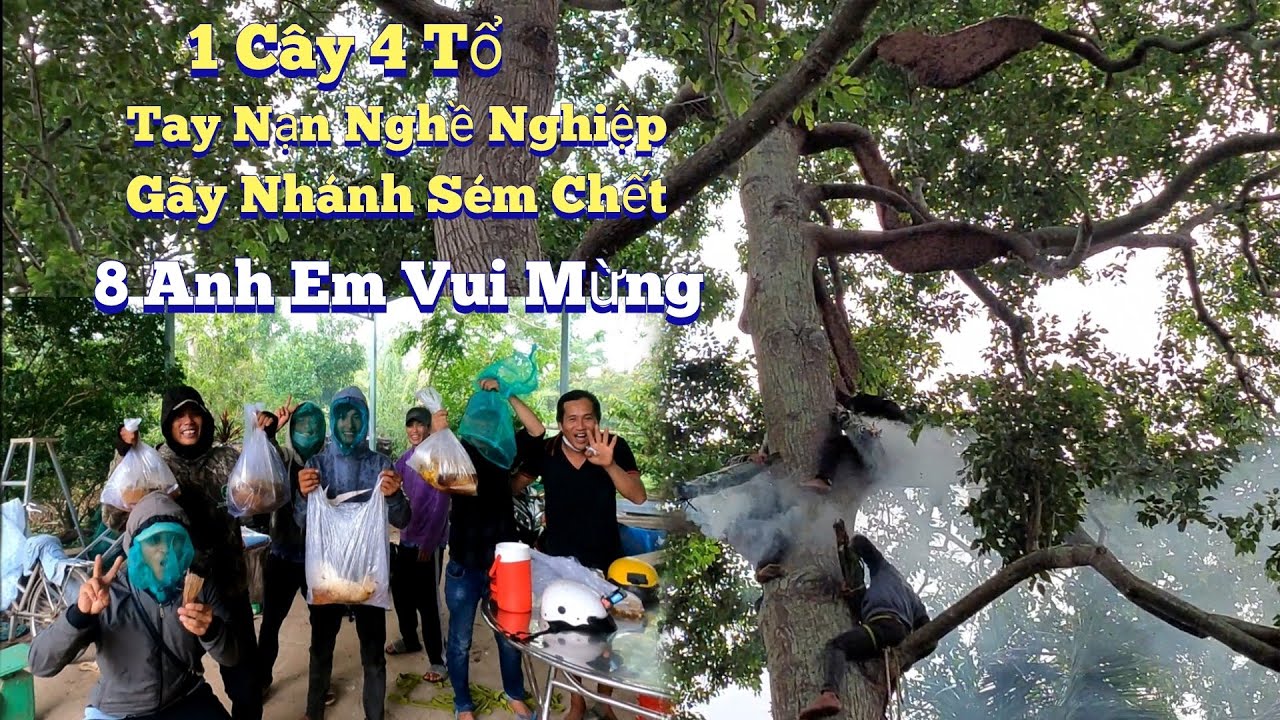 #924. Leo Cây 20m Bị GãY NHÁNH Sém Ch.ế.t Ám Ảnh Luôn.Climbing a Haunted Tree With Slashed Branches