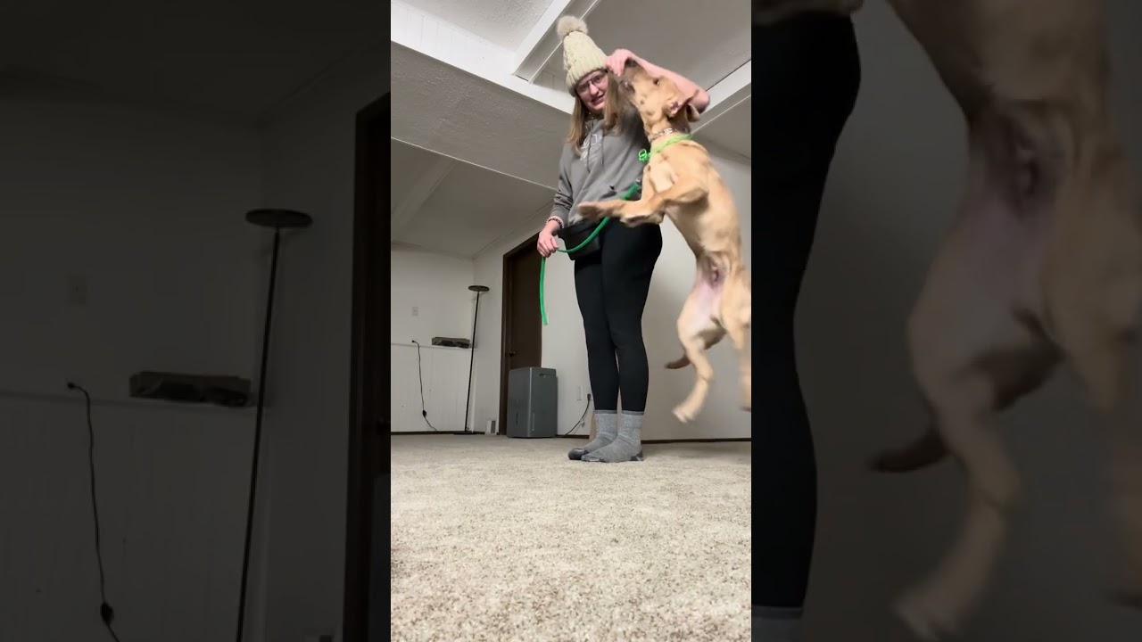 Forrest pop positions