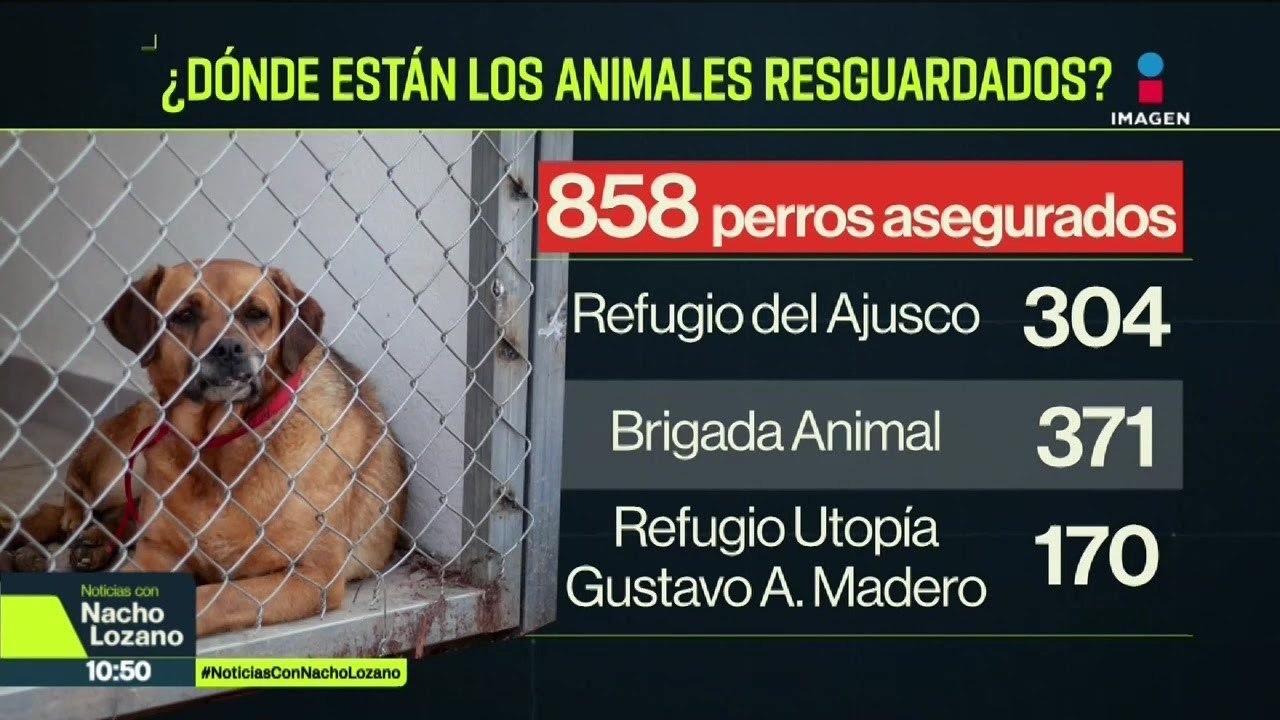 Refugio Franciscano verificará a los perros resguardados en el Deportivo Galeana | Nacho Lozano