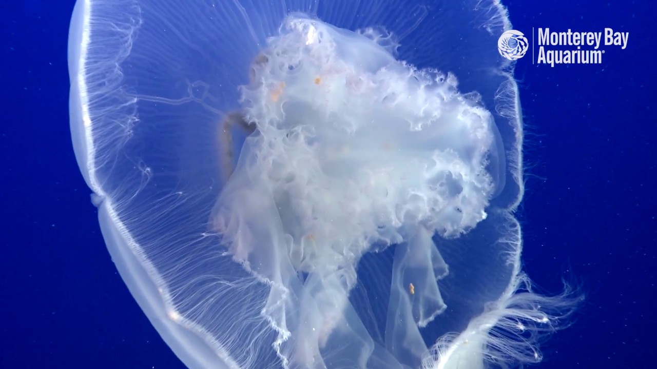Total Eclipse of the Moon Jelly