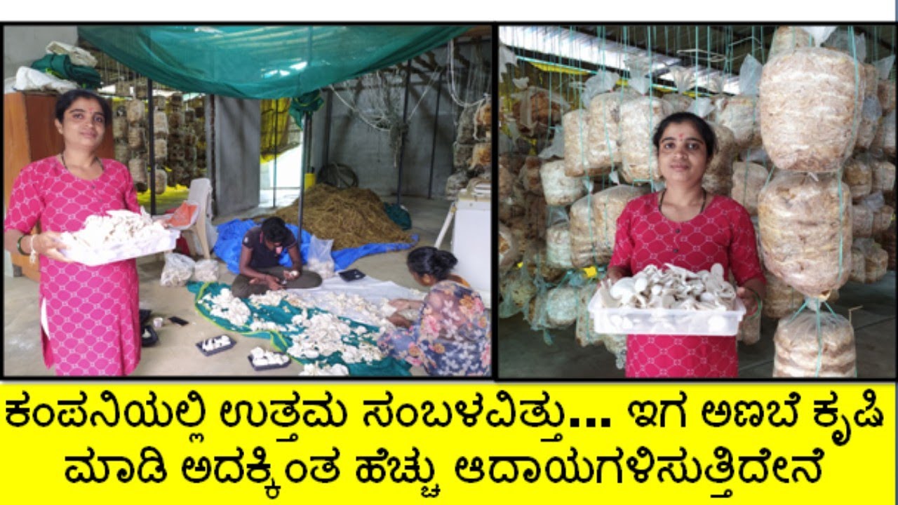 ಉದ್ಯೋಗ ತ್ಯಜಿಸಿ ಅಣಬೆ ಕೃಷಿ ಮಾಡಿ ಪ್ರತೀ ದಿನ ಆದಾಯಗಳಿಸುತ್ತಿರುವ ವಿದ್ಯಾವಂತ ಮಹಿಳೆ