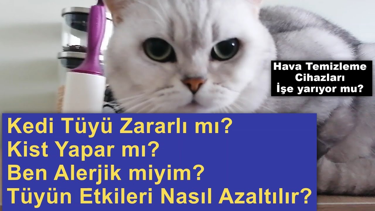Kedi Tüyü İnsana Zararlı mı? - Alerjinin Etkileri Nasıl Azaltılır?