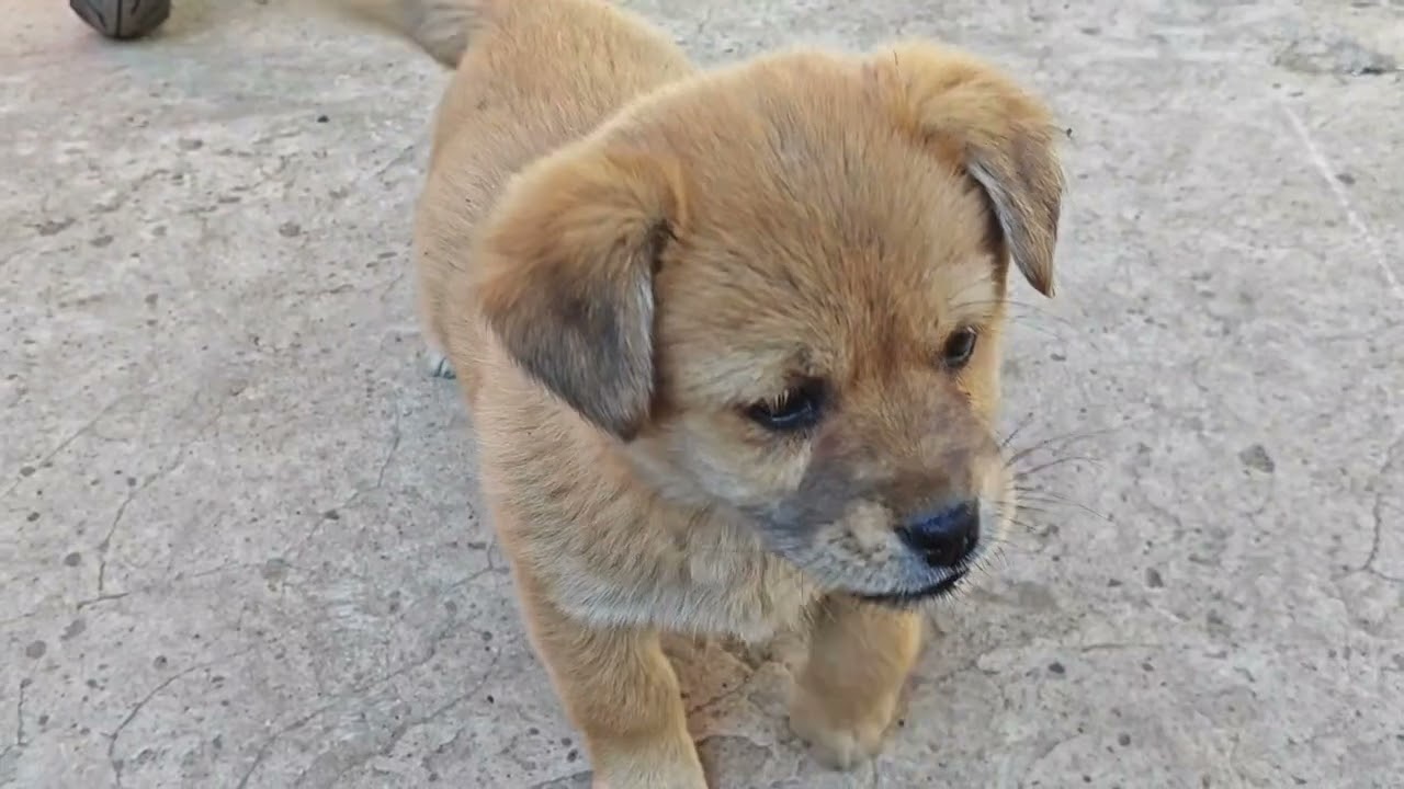 流浪小狗被救助，终于有了爱它的人The stray puppy was rescued and finally has someone who loves it.