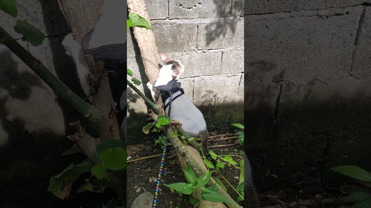 my cat loves to climb in the papaya tree 🤣 #shortsfeed #trending #viralvideo #catlovers #catvideos