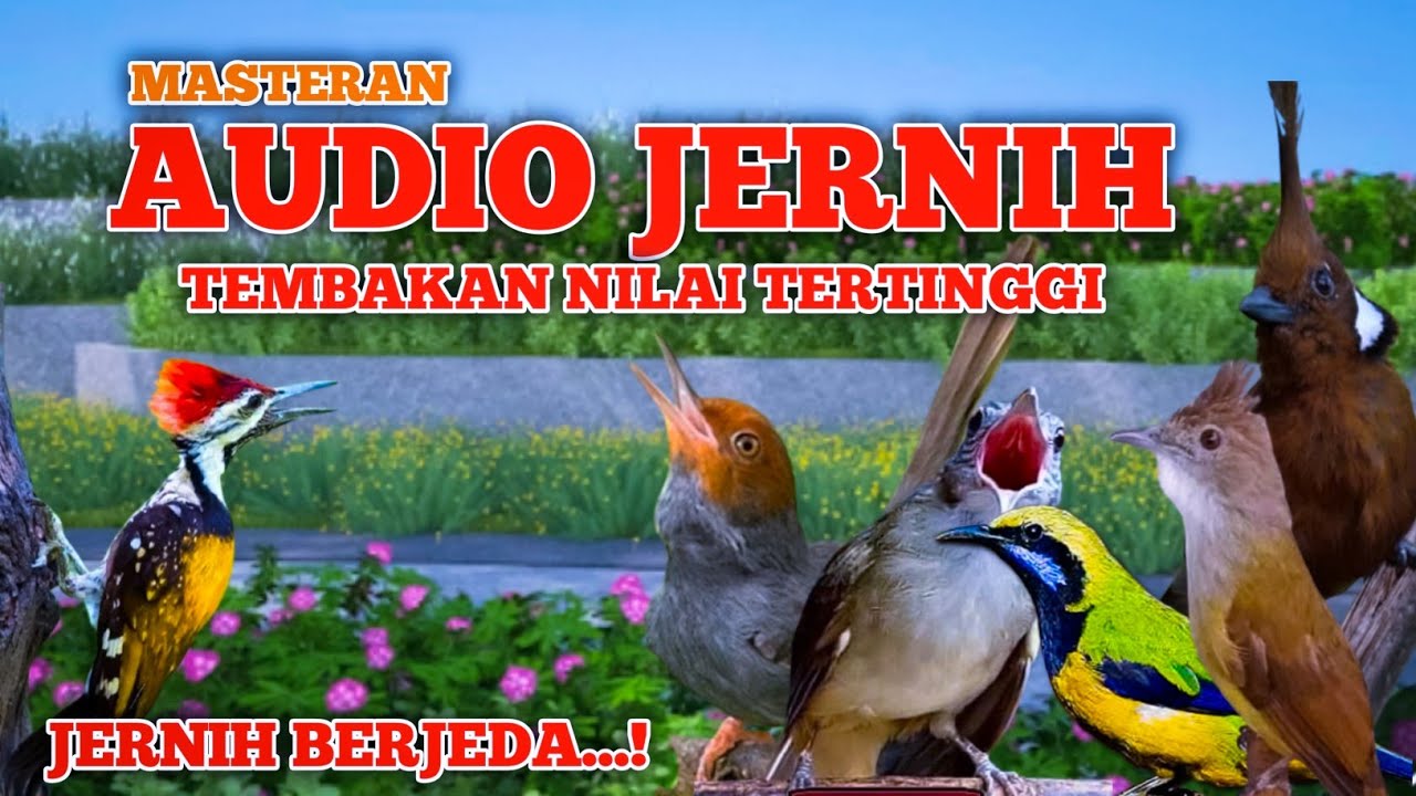 Masteran Audio Kualitas Studio! Suara Tembakan Tajam & Jernih Berjeda!